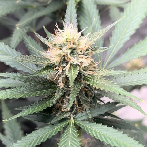 Cotton Candy  growlog timeline photo