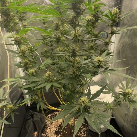 Cotton Candy  growlog timeline photo