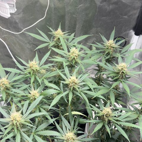 Cotton Candy  growlog timeline photo