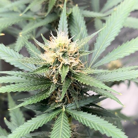 Cotton Candy  growlog timeline photo