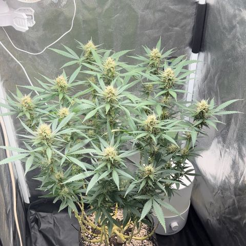Cotton Candy  growlog timeline photo