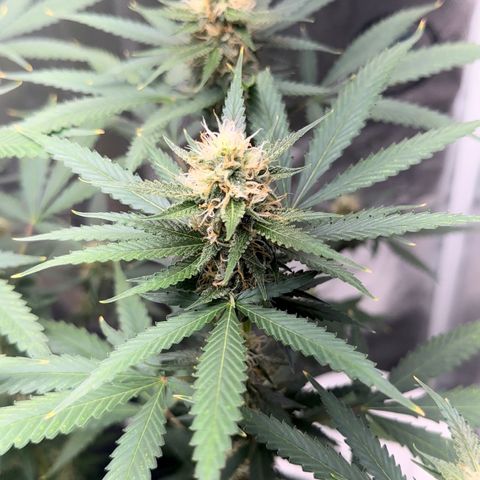 Cotton Candy  growlog timeline photo