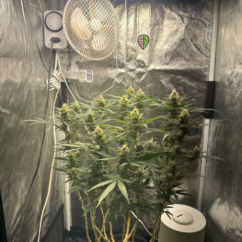 Cotton Candy  growlog timeline photo