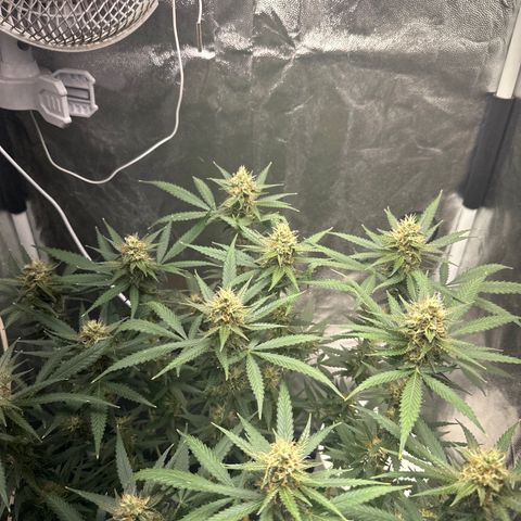 Cotton Candy  growlog timeline photo