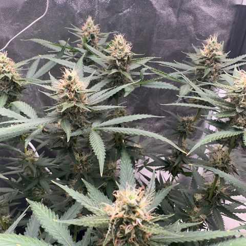 Cotton Candy  growlog timeline photo