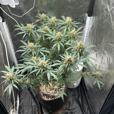 Cotton Candy  growlog timeline photo