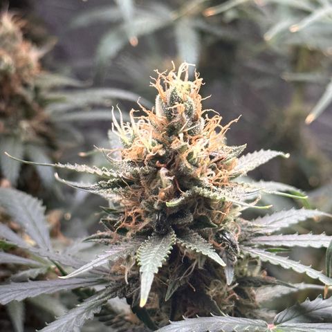 Cotton Candy  growlog timeline photo
