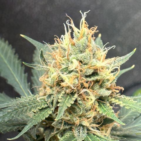 Cotton Candy  growlog timeline photo