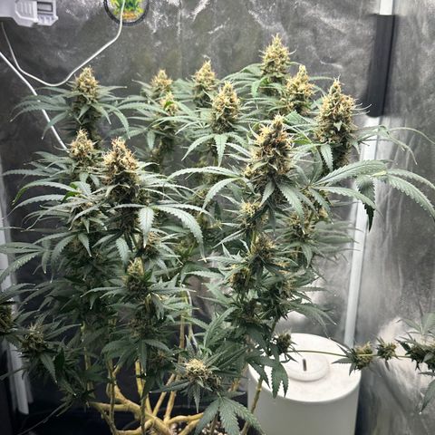 Cotton Candy  growlog timeline photo