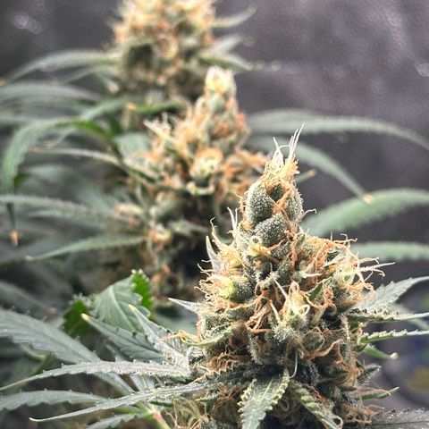 Cotton Candy  growlog timeline photo