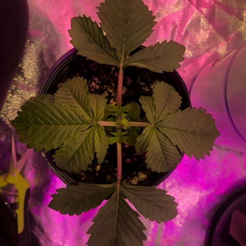 Bárbara K #1 growlog timeline photo