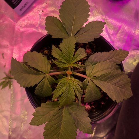 Bárbara K #2 growlog timeline photo