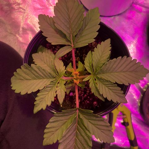 Banana Purple Punch #3 growlog timeline photo