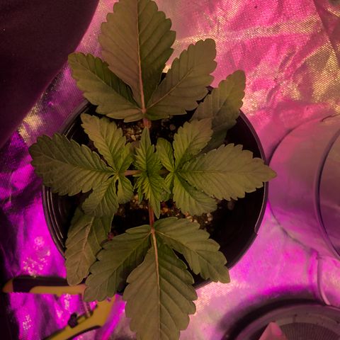 Banana Purple Punch #1 growlog timeline photo