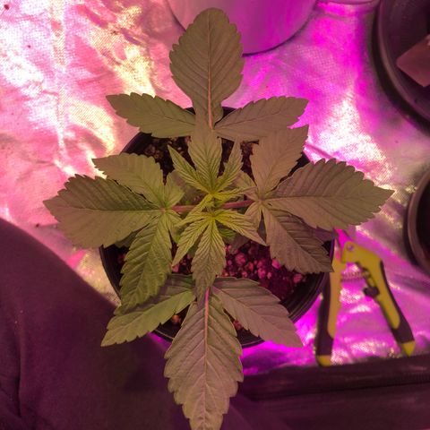 Banana Purple Punch #2 growlog timeline photo