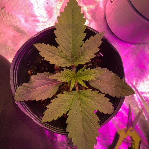 Bárbara K #3 growlog timeline photo