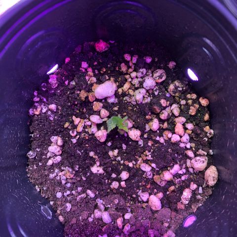 Mango Daddy Atrasadinha growlog timeline photo