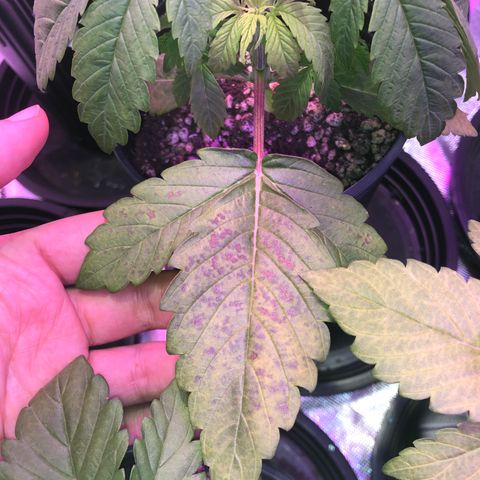 Bárbara K #1 growlog photo: Apresentou manchas amarronzadas nas folhas mais antigas, até o momento não entendi o porque, vou aguardar ver se ela vai vingar 