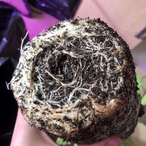 Mango Daddy Atrasadinha growlog photo: Fotos do transplante realizado