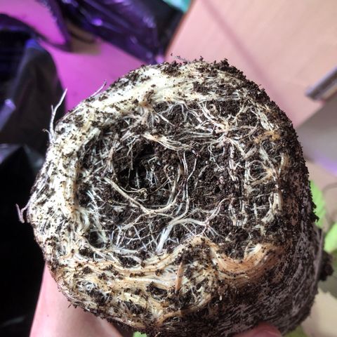 Mango Daddy Atrasadinha growlog photo: Fotos do transplante realizado