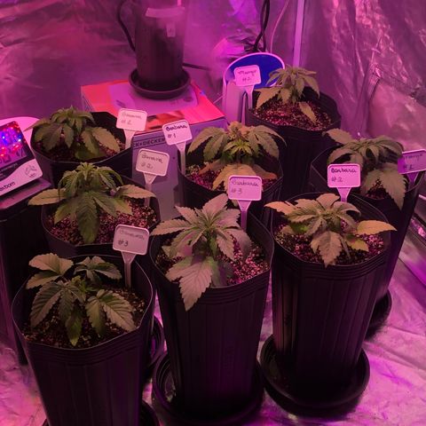 Mango Daddy Atrasadinha growlog photo: Fotos do transplante realizado