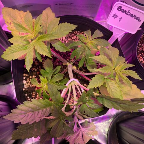 Bárbara K #1 growlog timeline photo