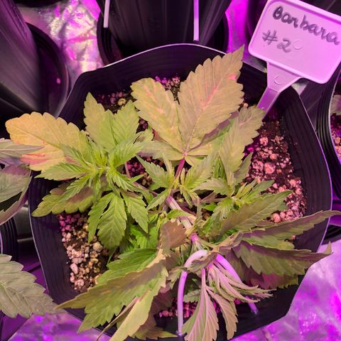 Bárbara K #2 growlog timeline photo