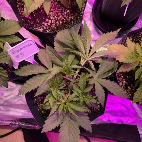 Bárbara K #3 growlog timeline photo