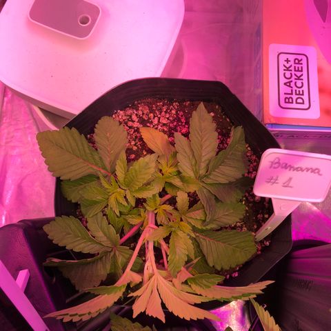 Banana Purple Punch #1 growlog timeline photo