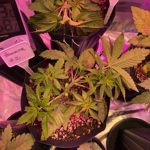 Banana Purple Punch #2 growlog timeline photo
