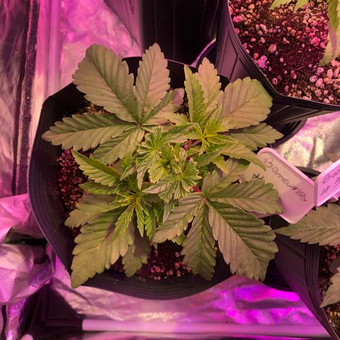 Banana Purple Punch #3 growlog timeline photo