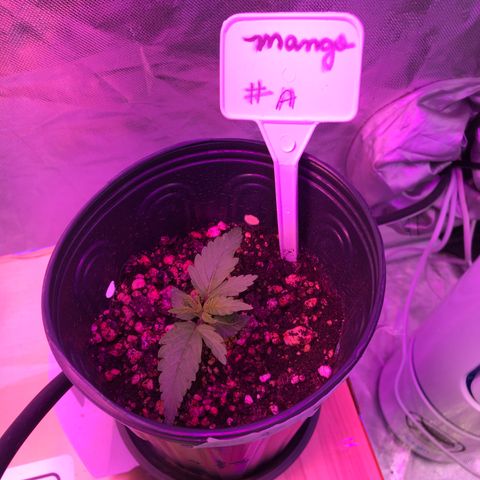 Mango Daddy Atrasadinha growlog timeline photo