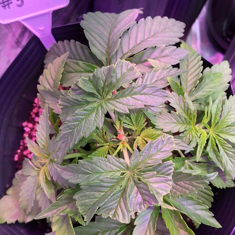Banana Purple Punch #3 growlog timeline photo