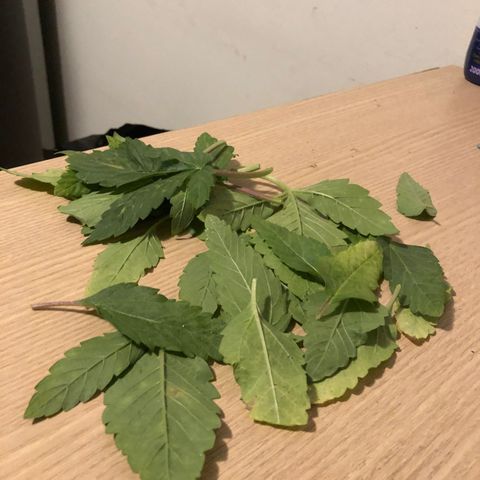 Mango Daddy Atrasadinha growlog timeline photo