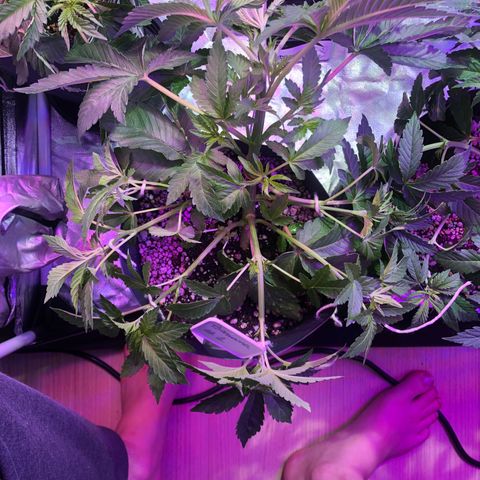 Banana Purple Punch #1 growlog timeline photo