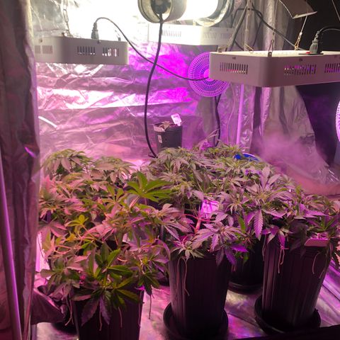 Mango Daddy Atrasadinha growlog timeline photo