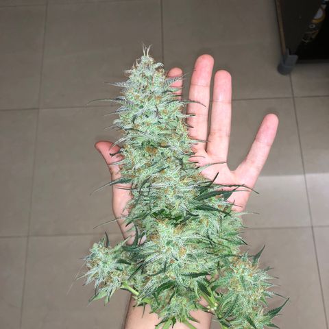 Banana Purple Punch #1 growlog timeline photo
