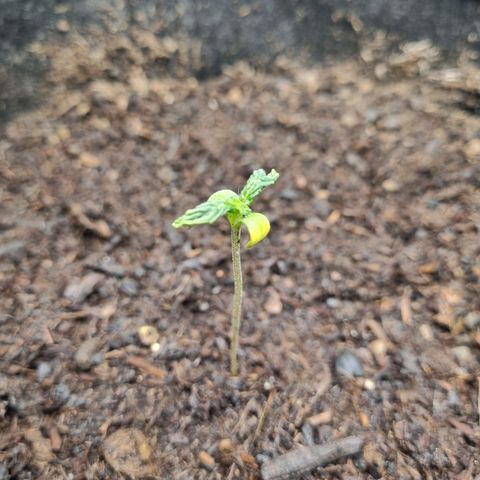 Sticky Orange XXL Automatic growlog timeline photo