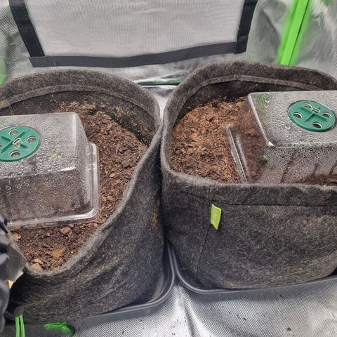 Sticky Orange XXL Automatic growlog timeline photo