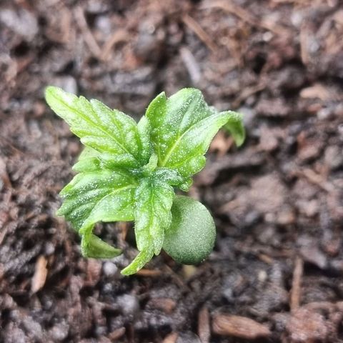 Sticky Orange XXL Automatic growlog timeline photo