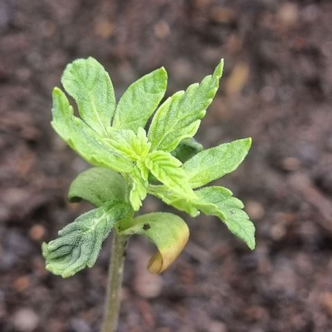 Sticky Orange XXL Automatic growlog timeline photo
