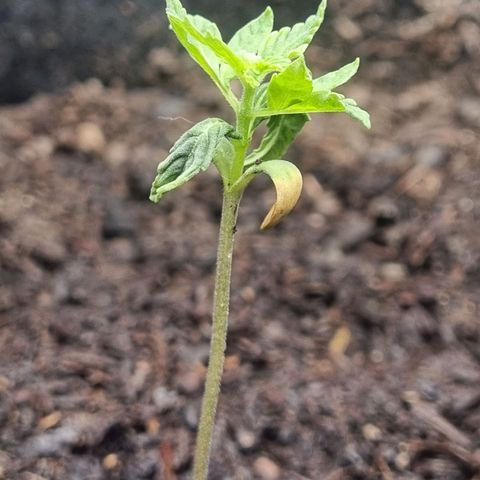 Sticky Orange XXL Automatic growlog timeline photo