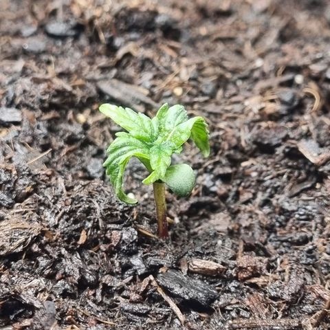 Sticky Orange XXL Automatic growlog timeline photo