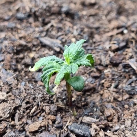 Sticky Orange XXL Automatic growlog timeline photo