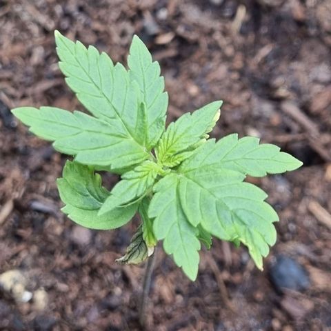 Sticky Orange XXL Automatic growlog timeline photo