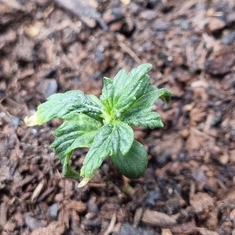 Sticky Orange XXL Automatic growlog timeline photo