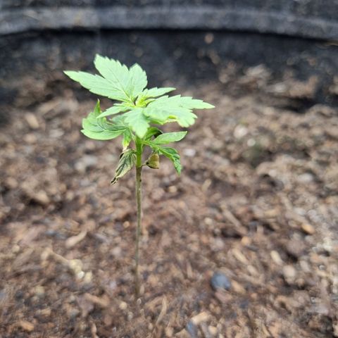 Sticky Orange XXL Automatic growlog timeline photo
