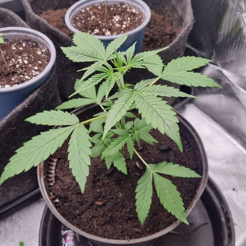 Sticky Orange XXL Automatic growlog timeline photo