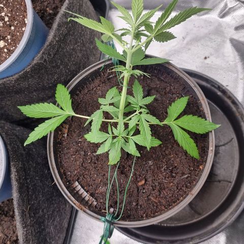 Sticky Orange XXL Automatic growlog timeline photo