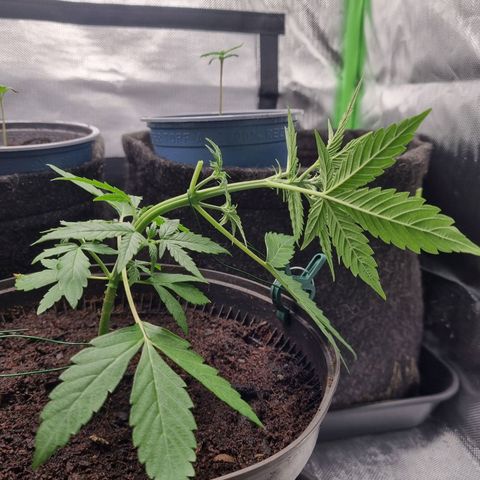 Sticky Orange XXL Automatic growlog timeline photo